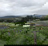 Kareelah Berry Farm - Suburb Australia