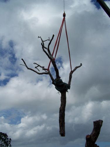 Treesafe Australia - Suburb Australia 1