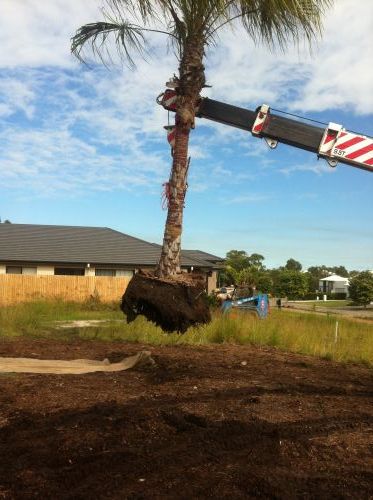 Treesafe Australia - Suburb Australia 2