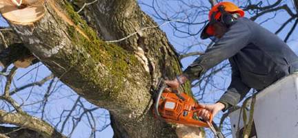 Tree Stump Removal Lennox Head NSW Suburb Australia