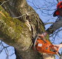 Lennox Head Tree Care - Suburb Australia