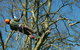 Richmond Valley Tree Services - thumb 0