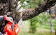 Richmond Valley Tree Services - thumb 2