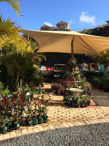 Tree Stump Removal Kiama NSW Suburb Australia