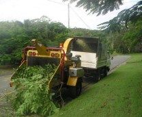 Tree Stump Removal Noosa Heads QLD Suburb Australia