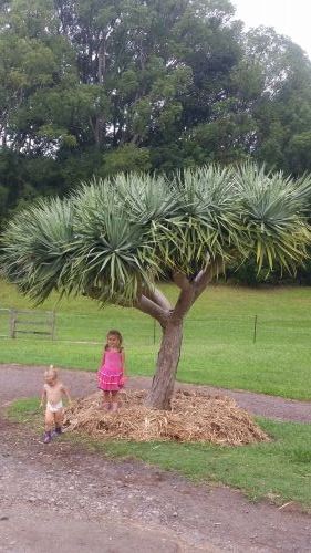 Care Transplanters - Suburb Australia 0