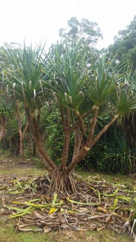 Care Transplanters - Suburb Australia 1