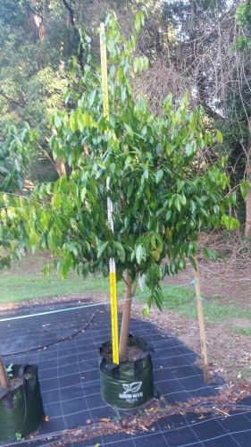 Care Transplanters - Suburb Australia 4