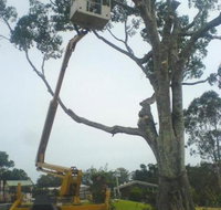 D M Tree Services - Suburb Australia