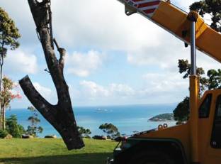 Tree Stump Removal Cannon Valley QLD Suburb Australia