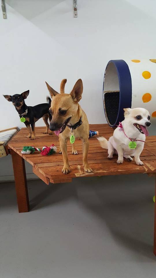 Dog Trainers Gympie QLD Suburb Australia