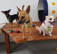 Gympie Doggy Day Care - Suburb Australia