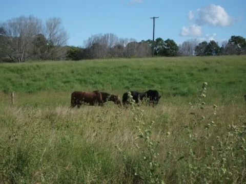 Gin Gin Country Realty - Suburb Australia 3