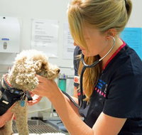 Walker Street Veterinary Surgery - Suburb Australia