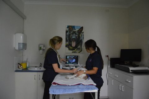 Walker Street Veterinary Surgery - Suburb Australia 2