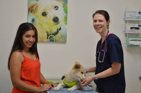 Walker Street Veterinary Surgery - Suburb Australia 3