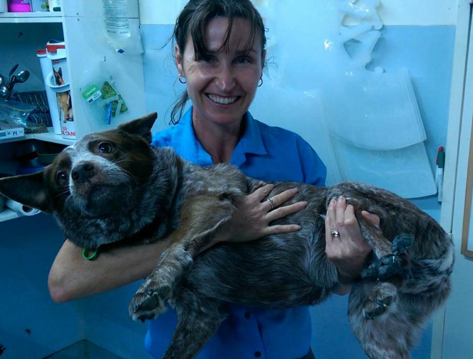 Vets Proserpine QLD Suburb Australia