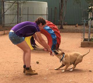 Dog Trainers Dubbo NSW Suburb Australia