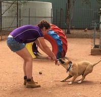 Pinecrest Boarding Kennels  Cattery - Suburb Australia