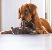 Merooka Boarding Cattery  Kennel - Suburb Australia
