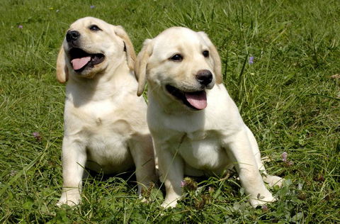 Merooka Boarding Cattery & Kennel - Suburb Australia 4