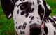 Isis Veterinary Services - thumb 0