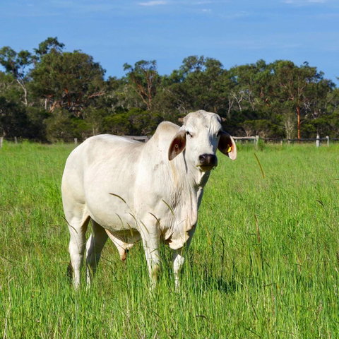 Isis Veterinary Services - Suburb Australia 3