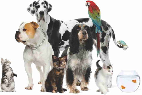 Childers Veterinary Clinic - Suburb Australia 3