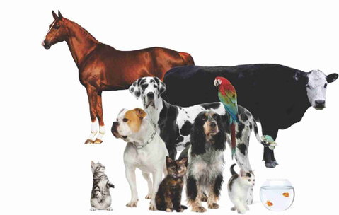 Childers Veterinary Clinic - Suburb Australia 4