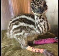 Howard Springs Veterinary Clinic - Suburb Australia