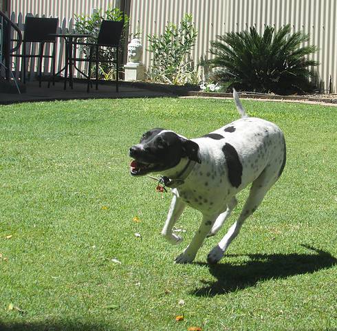 Dog Boarding Kennels Blackwater QLD Suburb Australia