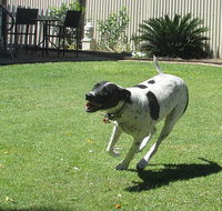 Blackwater Veterinary Surgery  Boarding Kennels - Suburb Australia