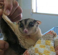 Maryborough Veterinary Surgery - Suburb Australia