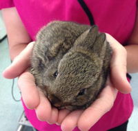 Long Jetty Vet Clinic - Suburb Australia