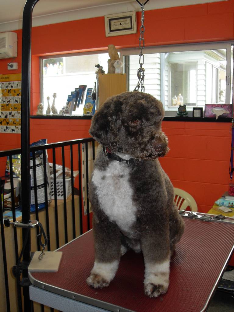 Dog Cat Clipping Washing Grooming Point Clare NSW Suburb Australia