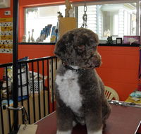 Hill Top K9 Grooming - Suburb Australia