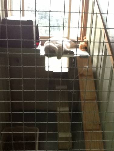 Dog Cat Clipping Washing Grooming Terrigal NSW Suburb Australia