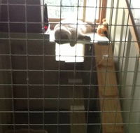 Cataway Cat Boarding Resort - Suburb Australia