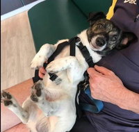 Better Pet Vets Mackay - Suburb Australia
