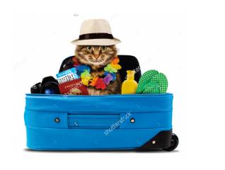 Better Pet Vets Northern Beaches - Suburb Australia 0