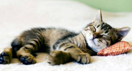 Better Pet Vets Northern Beaches - Suburb Australia 4