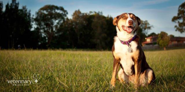 Vets Fletcher NSW Suburb Australia