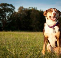 Fletcher Veterinary Practice - Suburb Australia