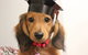 Fletcher Veterinary Practice - thumb 3
