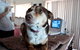 Fletcher Veterinary Practice - thumb 4