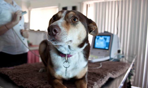 Fletcher Veterinary Practice - Suburb Australia 4