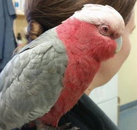 Salamander Bay Veterinary Clinic - Suburb Australia