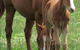 Southern Highlands Equine Centre - thumb 1
