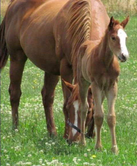 Southern Highlands Equine Centre - Suburb Australia 1