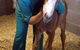 Southern Highlands Equine Centre - thumb 2